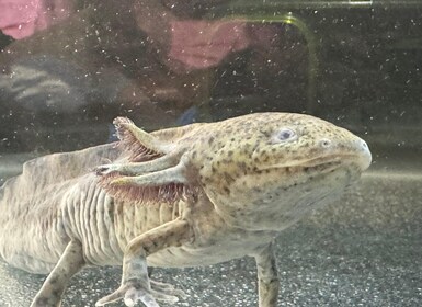 Xochimilco: Paseo en Barco con el Santuario de Ambystoma Mexicanum