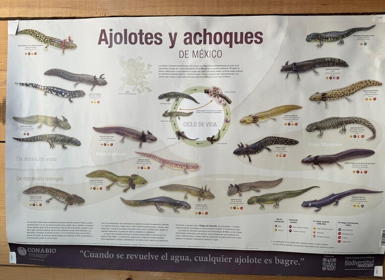 Picture 17 for Activity Xochimilco: Boat Tour with Ambystoma Mexicanum Sanctuary