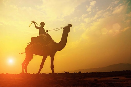 Taghazout: Camel Ride Tour