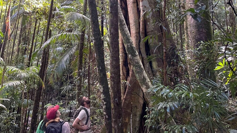 Picture 3 for Activity Byron Bay: Minyon Falls - Explore the Rainforest