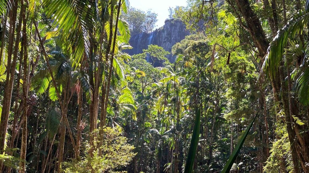 Picture 10 for Activity Byron Bay: Minyon Falls - Explore the Rainforest