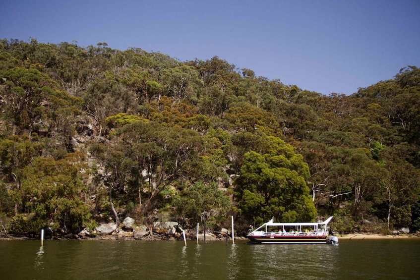 Picture 4 for Activity Mooney Mooney: Pearl & Oyster Farm Hawkesbury River Cruise