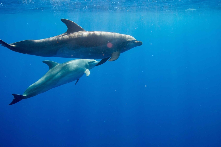 Picture 8 for Activity Waianae, Oahu: Swim with Dolphins (Semi-Private Boat Tour)