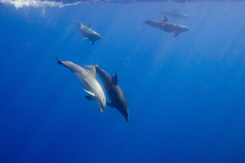 Waianae, Oahu: Swim with Dolphins (Semi-Private Boat Tour)