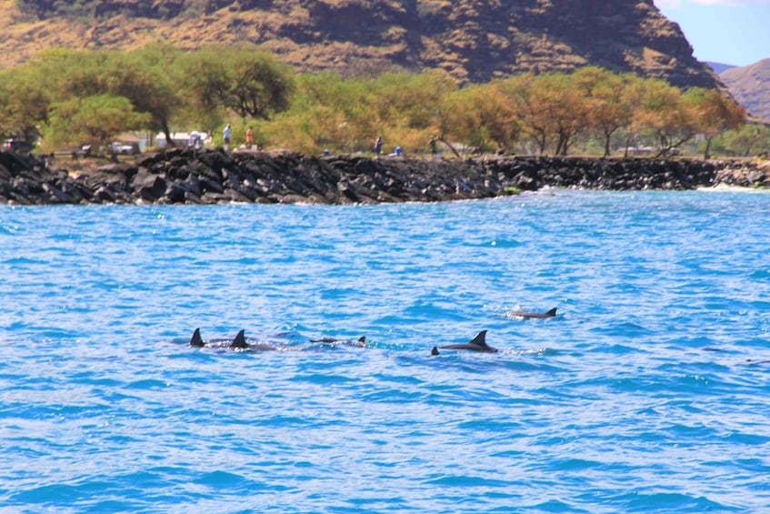 Picture 6 for Activity Waianae, Oahu: Swim with Dolphins (Semi-Private Boat Tour)