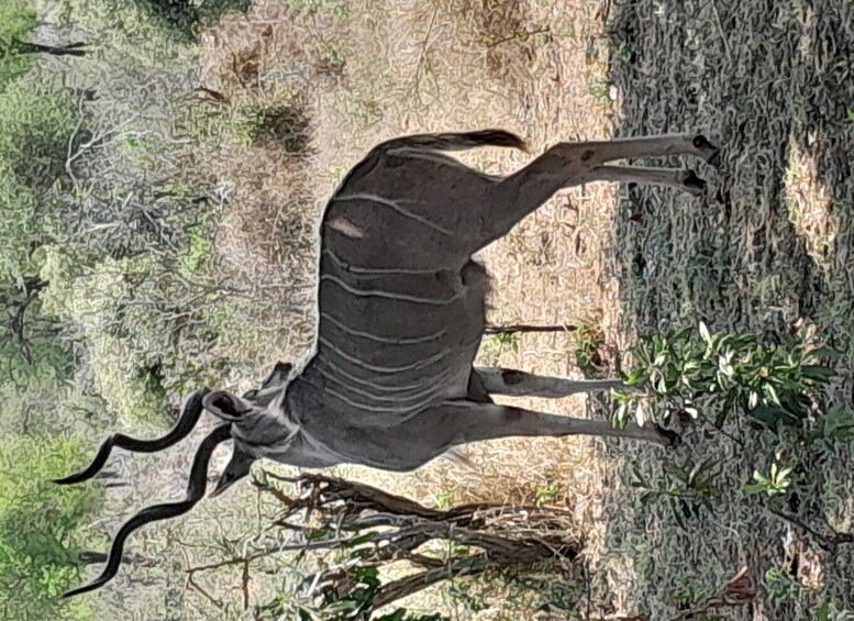 Picture 4 for Activity 4 Day Kruger Park Safari and Panorama Route