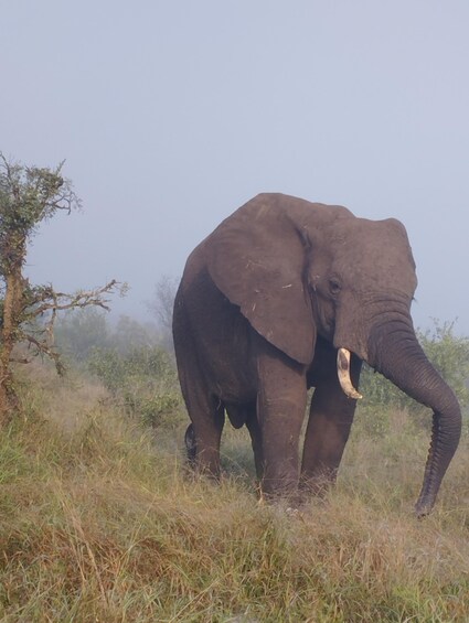 Picture 3 for Activity 4 Day Kruger Park Safari and Panorama Route