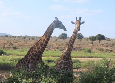 4 Day Kruger Park Safari and Panorama Route