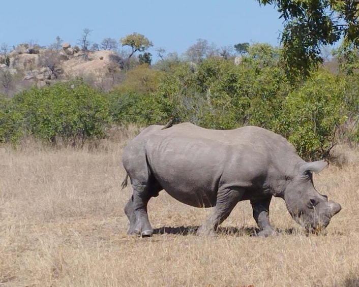 4 Day Kruger Park Safari and Panorama Route