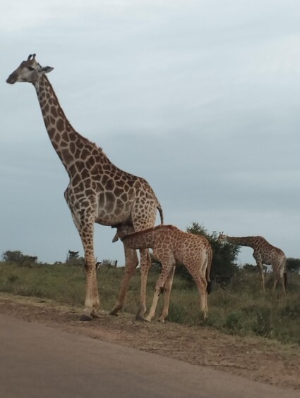 Picture 2 for Activity 4 Day Kruger Park Safari and Panorama Route