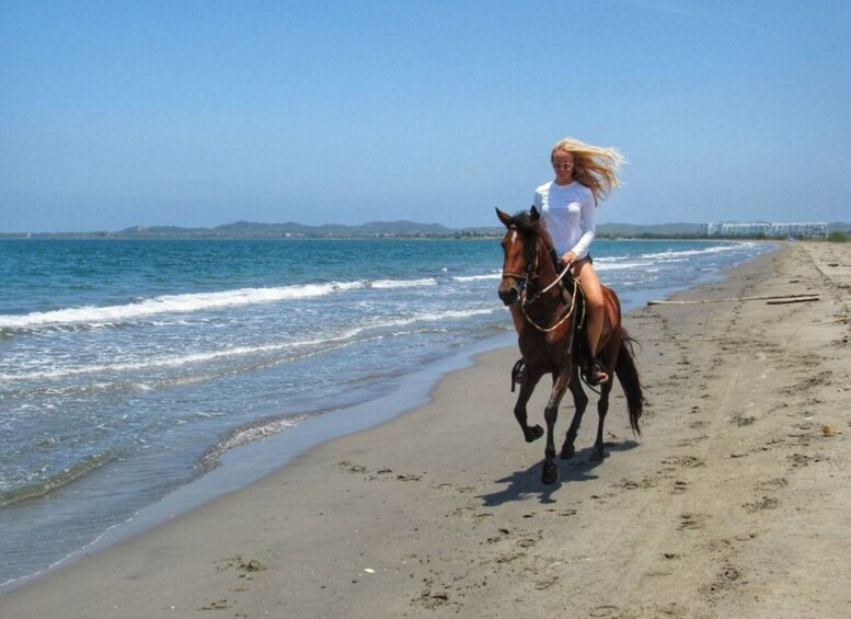 Picture 5 for Activity Miami: Beach Horse Ride & Nature Trail