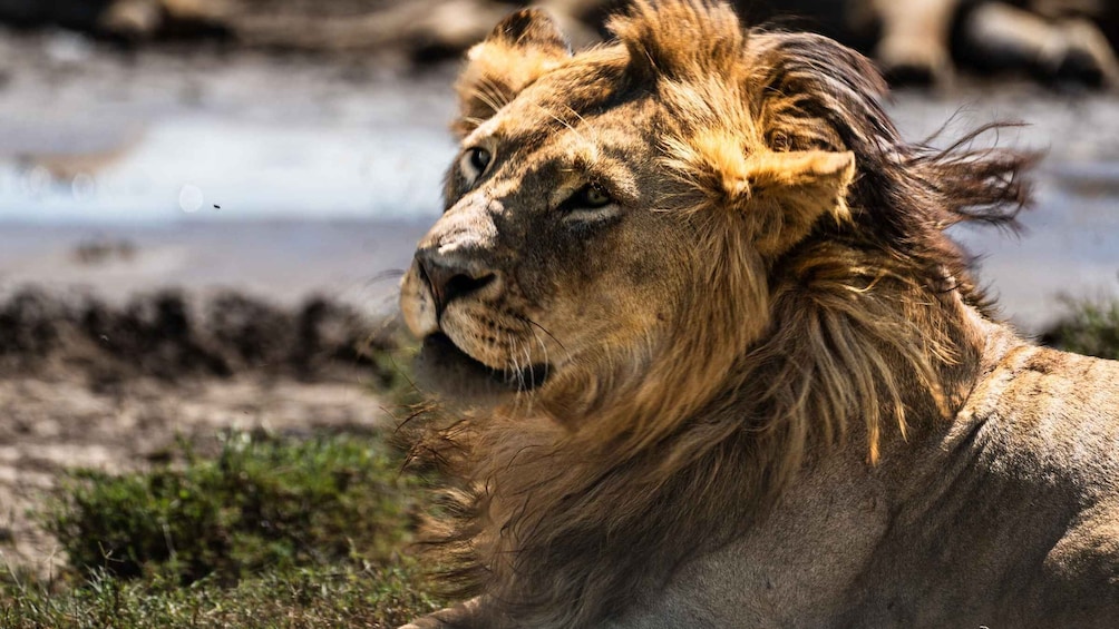 From Arusha : 11-day Amazing North Tanzania Safari,Serengeti