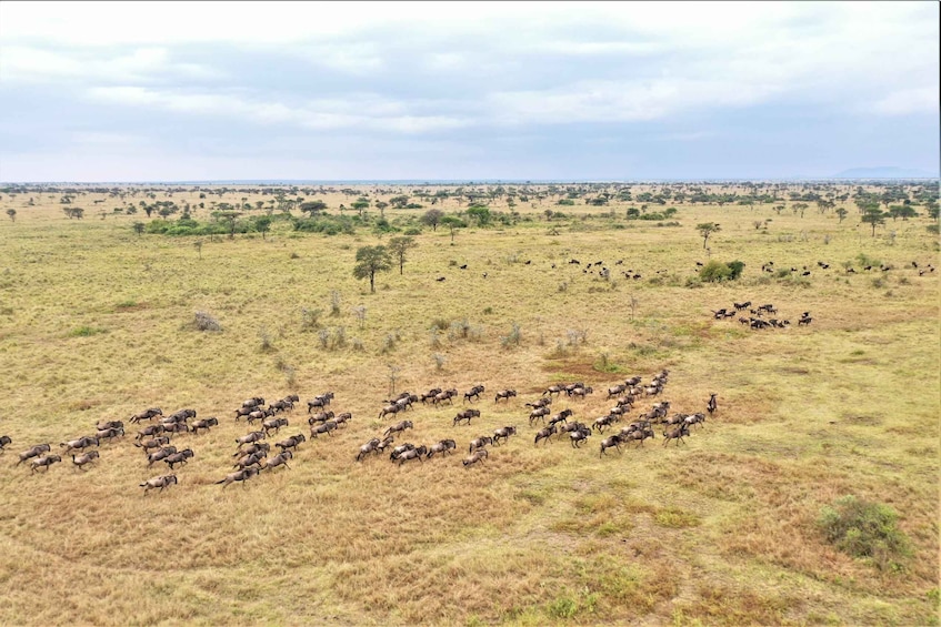 From Arusha : Amazing North Tanzania