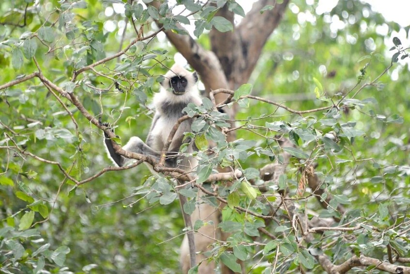 Picture 10 for Activity From Colombo: Sigiriya Dambulla & Minneriya park Day Trips