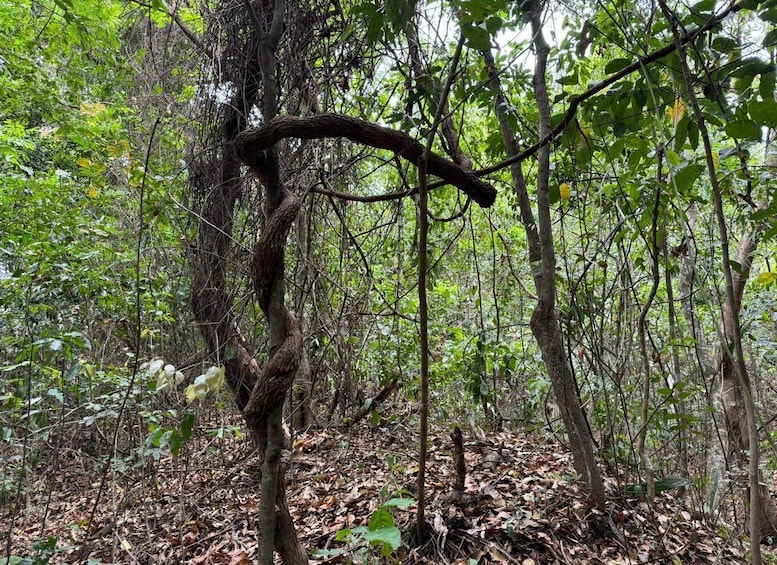 Picture 11 for Activity 4- hour hiking tour in two different tropical worlds