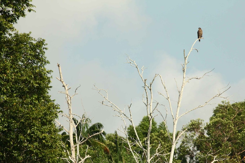 Picture 2 for Activity From Desaru: Lebam River Kayak Trip