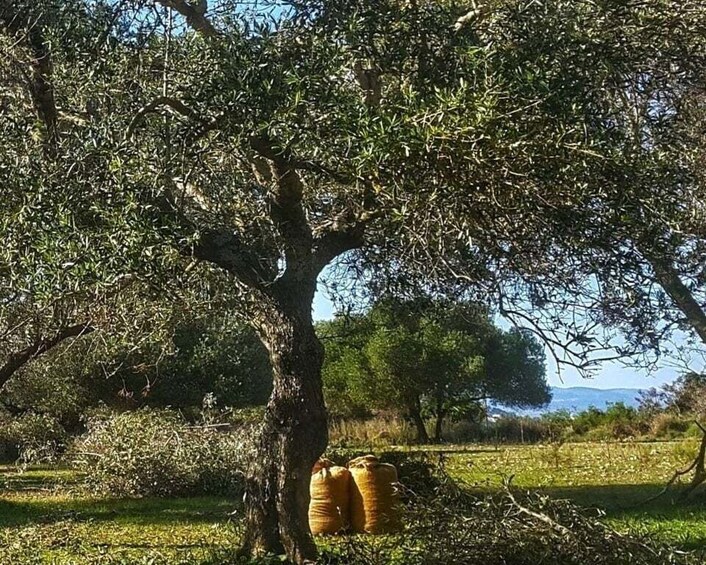 Argostoli & Villages: Private Tour with Olive Oil Tasting