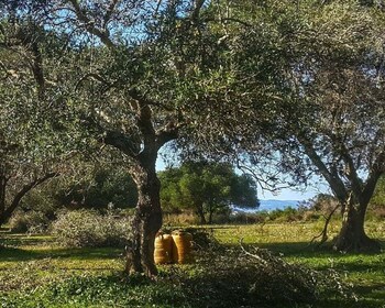 Argostoli & Villages: Private Tour with Olive Oil Tasting