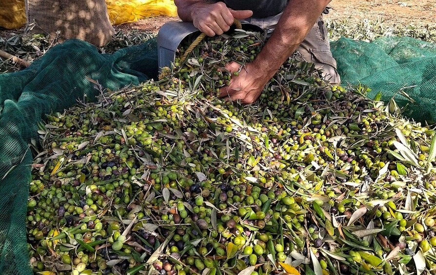 Picture 5 for Activity Argostoli & Villages: Private Tour with Olive Oil Tasting