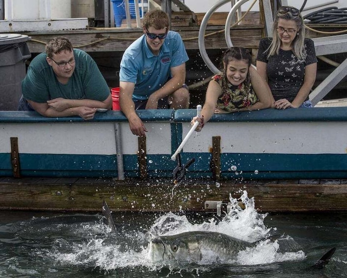 Picture 1 for Activity Miami: Giant Fish Feeding Experience