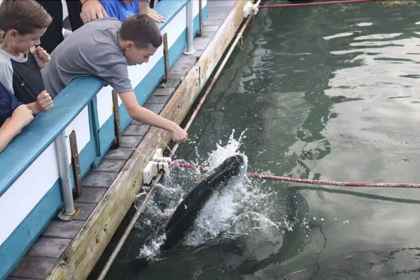 Picture 8 for Activity Miami: Giant Fish Feeding Experience