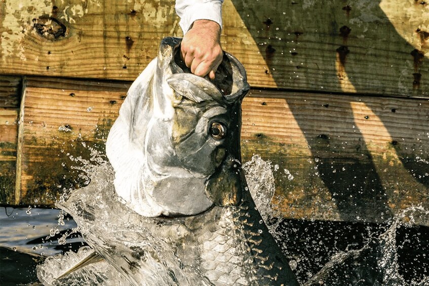 Miami: Giant Fish Feeding Experience