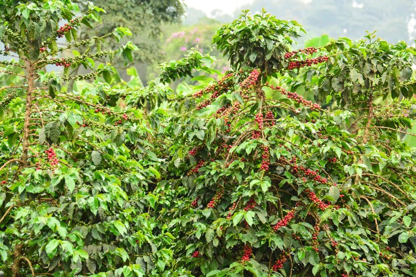 Picture 4 for Activity Nairobi: Fairview Coffee Estate Tour with Tasting and Pickup