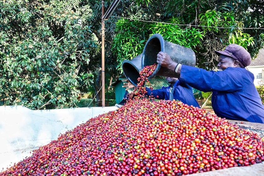 Picture 3 for Activity Nairobi: Fairview Coffee Estate Tour with Tasting and Pickup