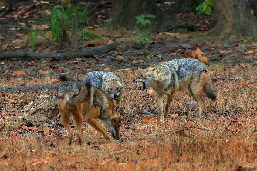 Picture 1 for Activity Canter Safari: Skip-the-line Entry Ranthambore Tiger Reserve