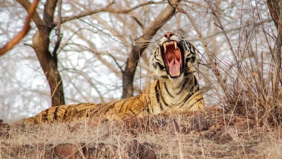 Canter Safari: Skip-the-line Entry Ranthambore Tiger Reserve