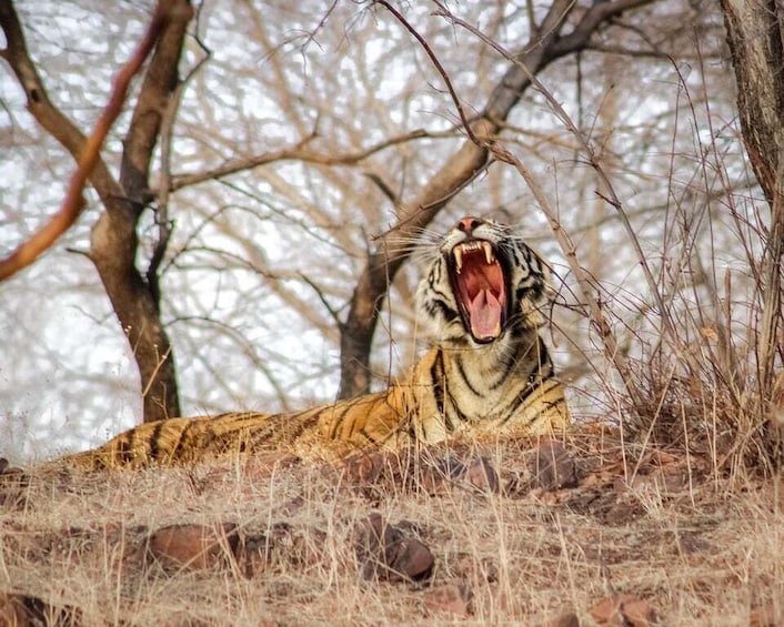 Canter Safari: Skip-the-line Entry Ranthambore Tiger Reserve