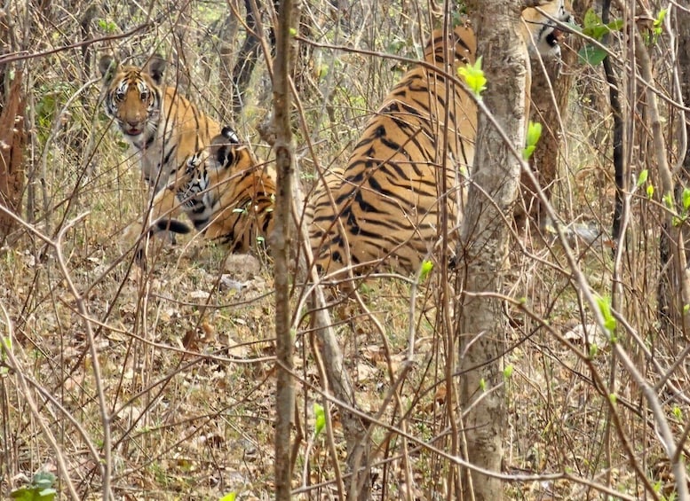 Picture 2 for Activity Canter Safari: Skip-the-line Entry Ranthambore Tiger Reserve