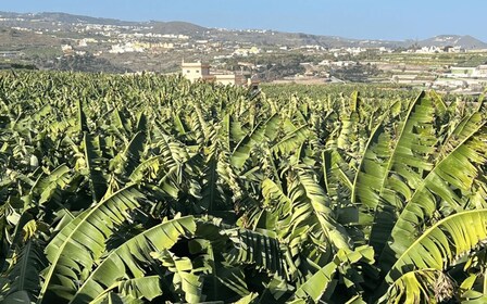 Banan, vin og romsmak - Premium-tur på Gran Canaria