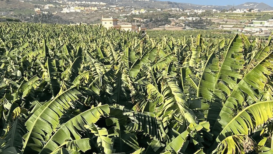 Gran Canaria: Rum, Wines and Banana Tour