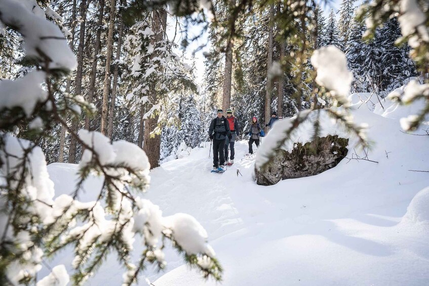 Picture 2 for Activity From Interlaken: Wetterhorn Trail Snowshoe Hiking Tour