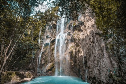 Cebu: Walhaie, Tumalog Wasserfälle und Affenschutzgebiet Tour