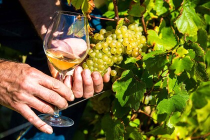 Nice : Visite du village provençois avec dégustation de vins et de fruits e...