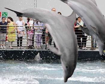 Aquarium of Genoa + Focaccia