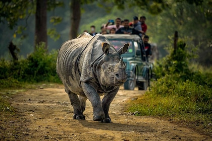 From Kathmandu/Pokhara: 3 Day All-Inclusive Chitwan Safari