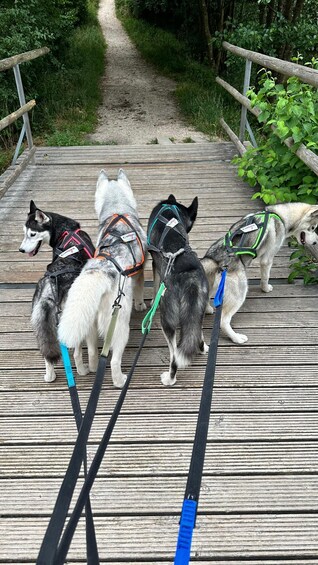 Picture 10 for Activity Husky Erlebniswanderung Althütte