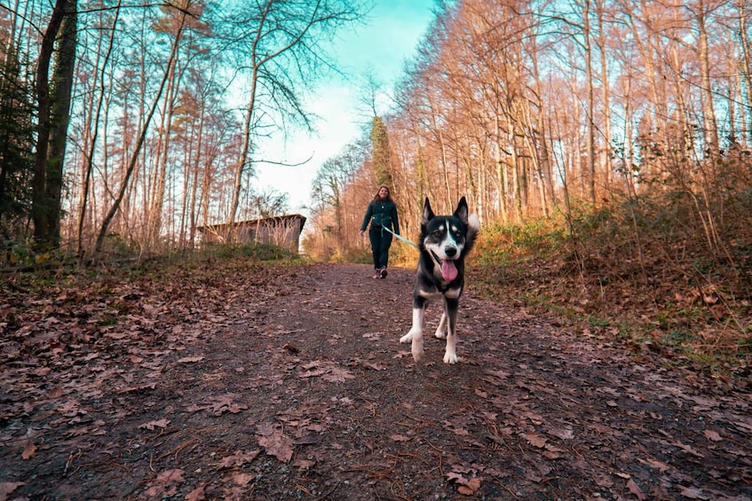 Husky Erlebniswanderung Althütte