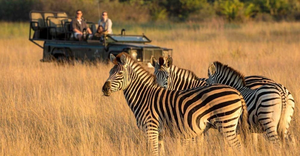 1 2 Day Phezulu Safari Tour From Durban