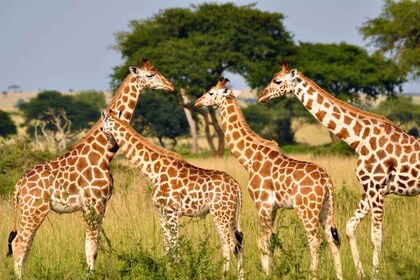 1/2 Day Phezulu Safari Tour from Durban