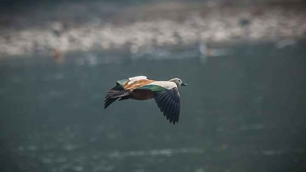 Picture 1 for Activity Chitwan National Park Untouched Side Bird Watching from Madi