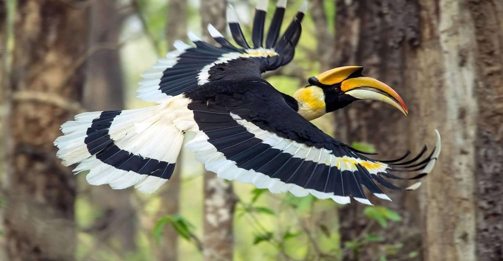 Picture 3 for Activity Chitwan National Park Untouched Side Bird Watching from Madi