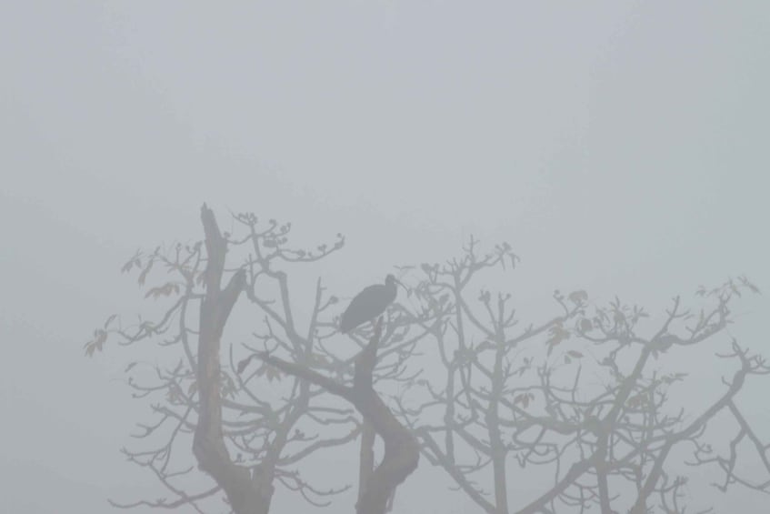 Picture 2 for Activity Chitwan National Park Untouched Side Bird Watching from Madi