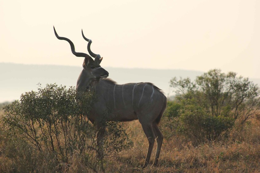 Picture 4 for Activity Dinokeng Game Reserve Halfday Safari