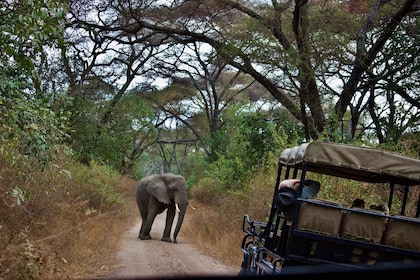 7 días de los mejores lugares destacados de Tanzania