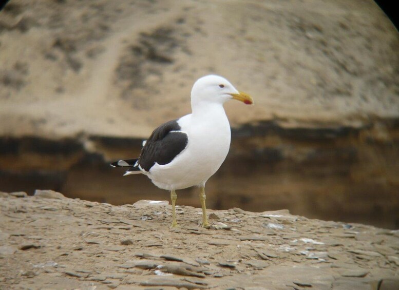 Picture 12 for Activity From Paracas: Private Tours Paracas National Reserve