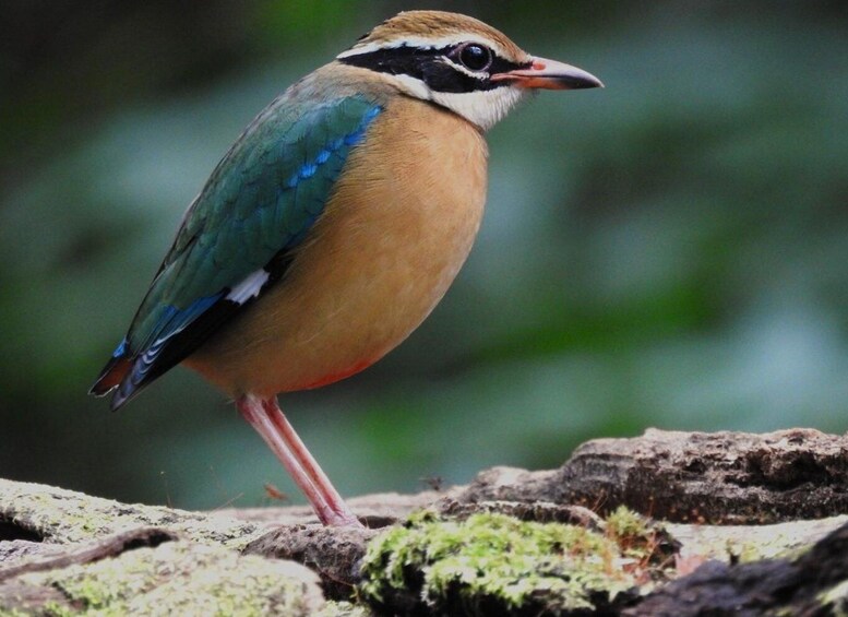 Birdwatching & Bird Photography at Thattekkad